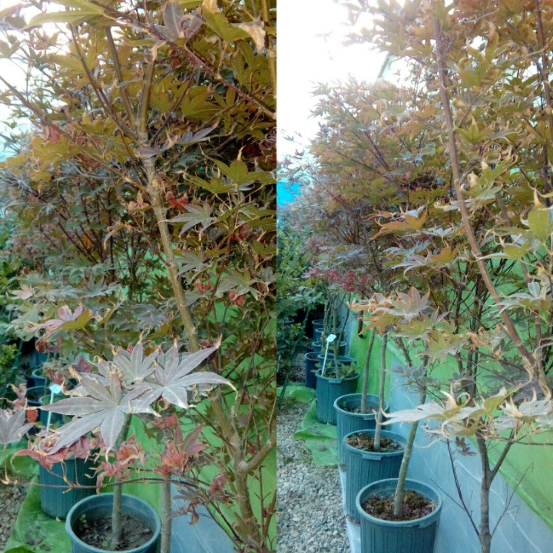 Japanese maple