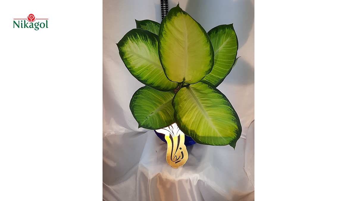 Dieffenbachia