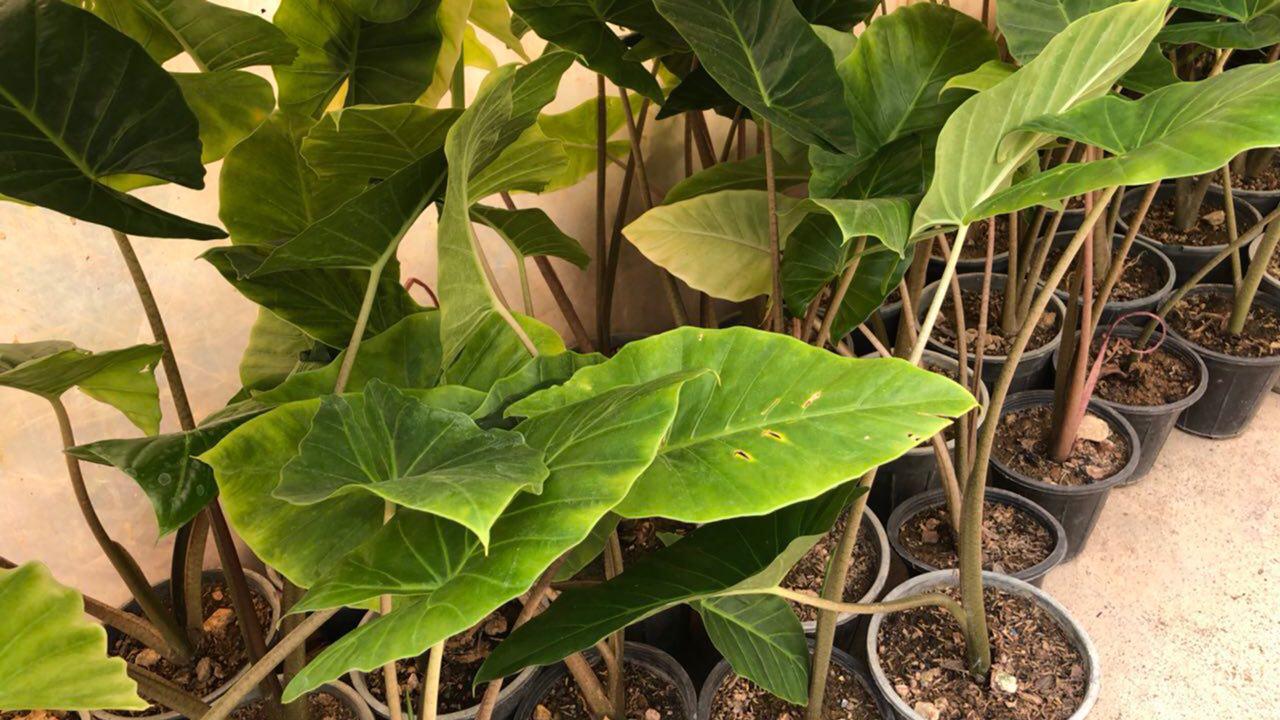 ALOCASIA