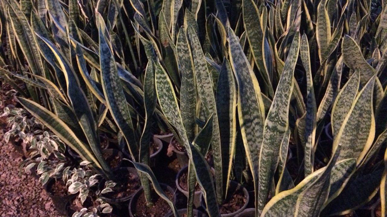 SNAKE PLANT