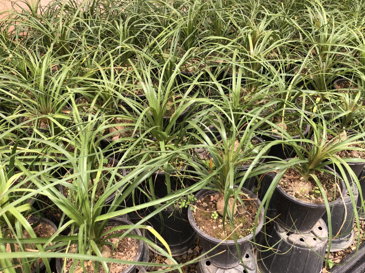 PONYTAIL PALM