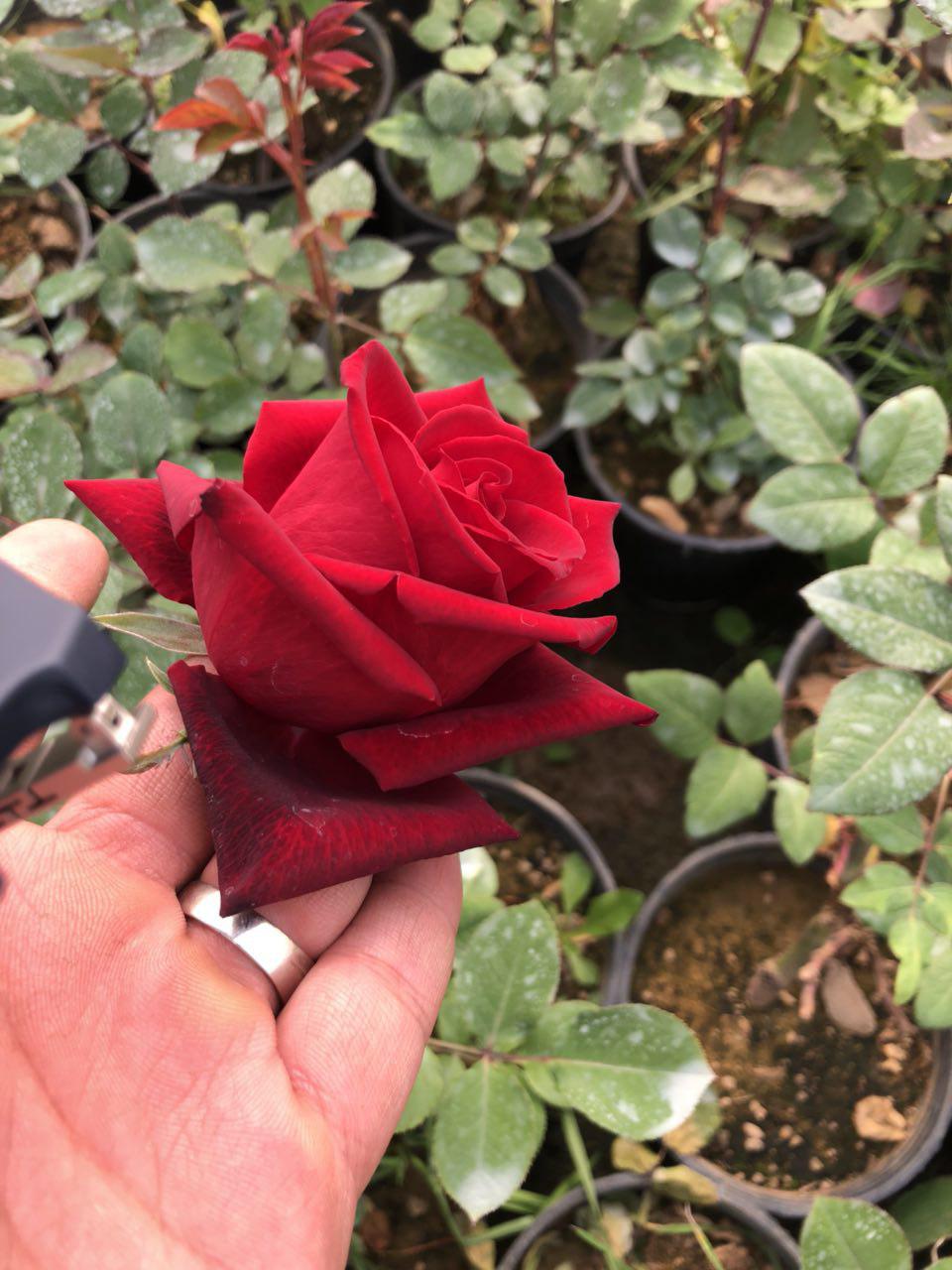 Kooral Red Rose