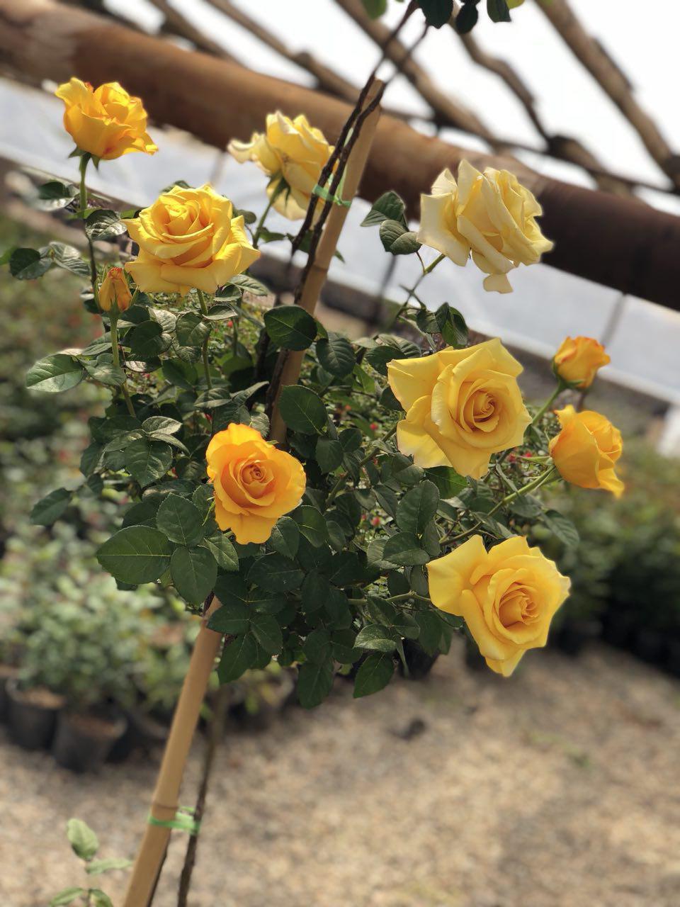 Yellow Tiz Rose