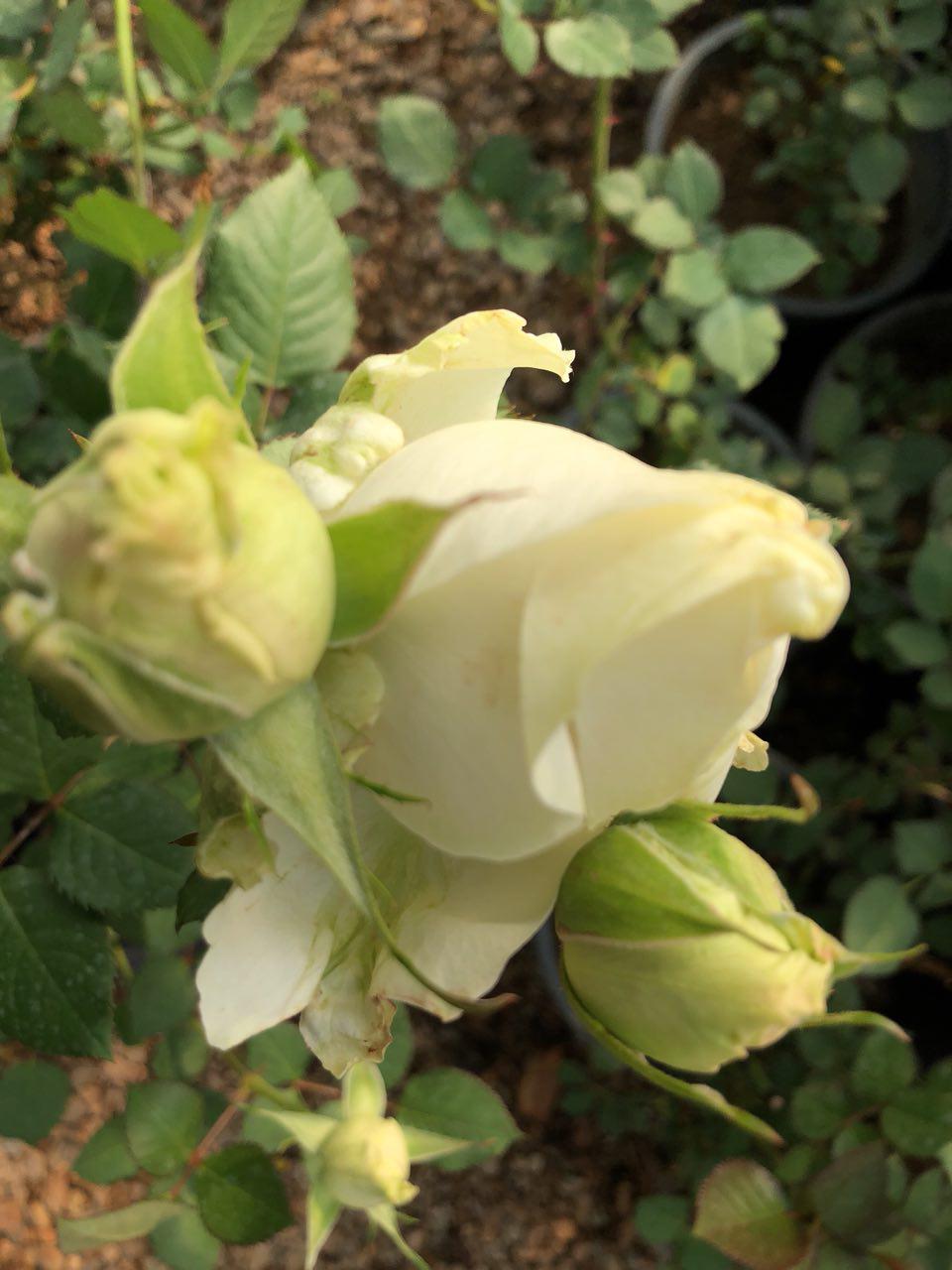 گل رز سفید اوالانچ