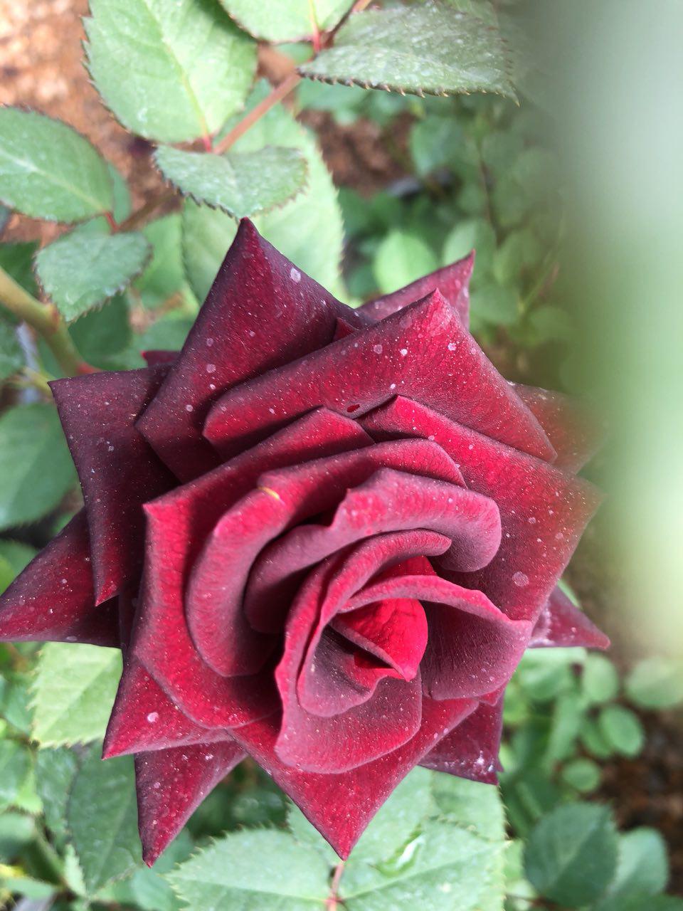 Goorekhari black Rose