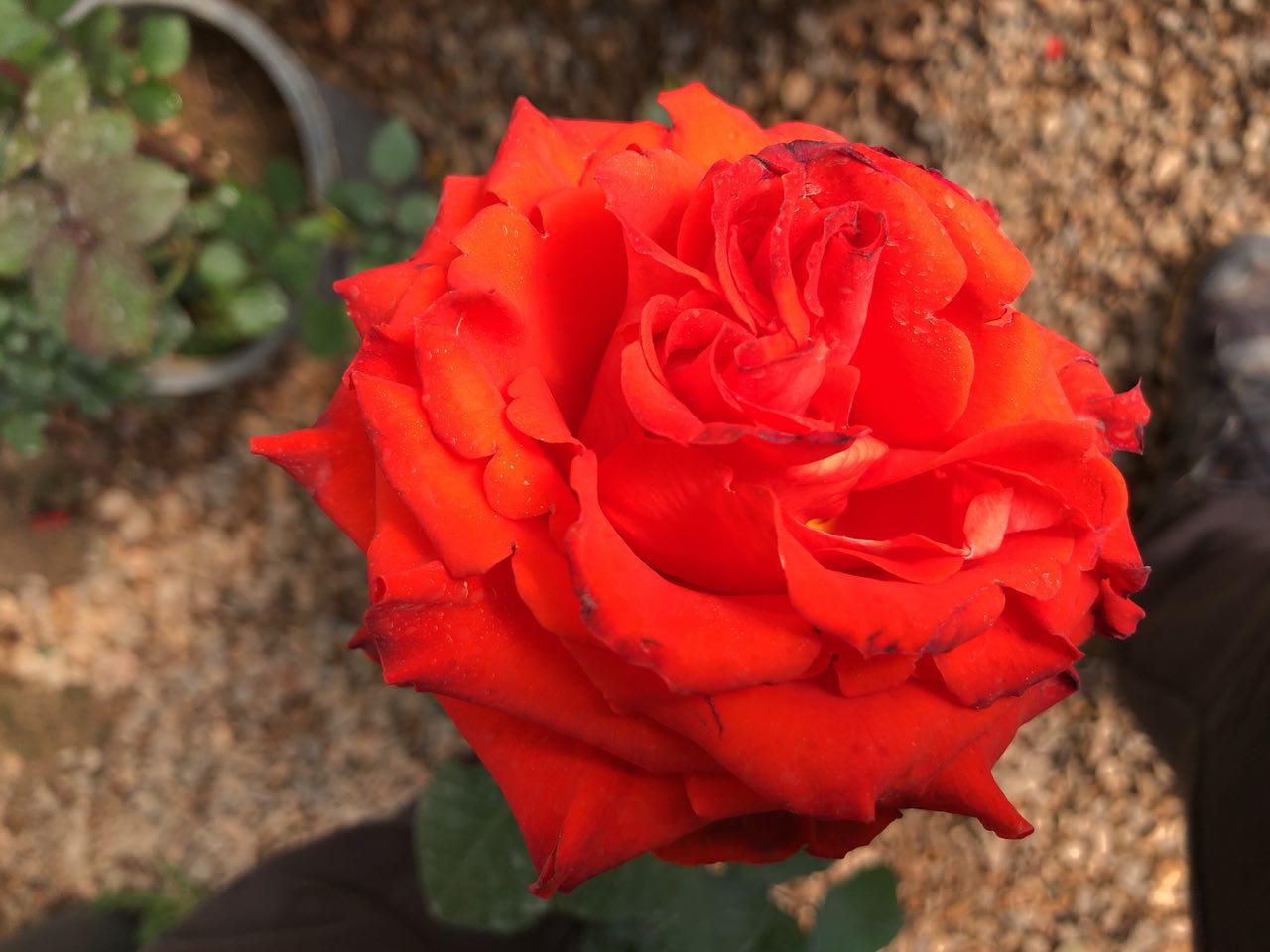 Orange Rose