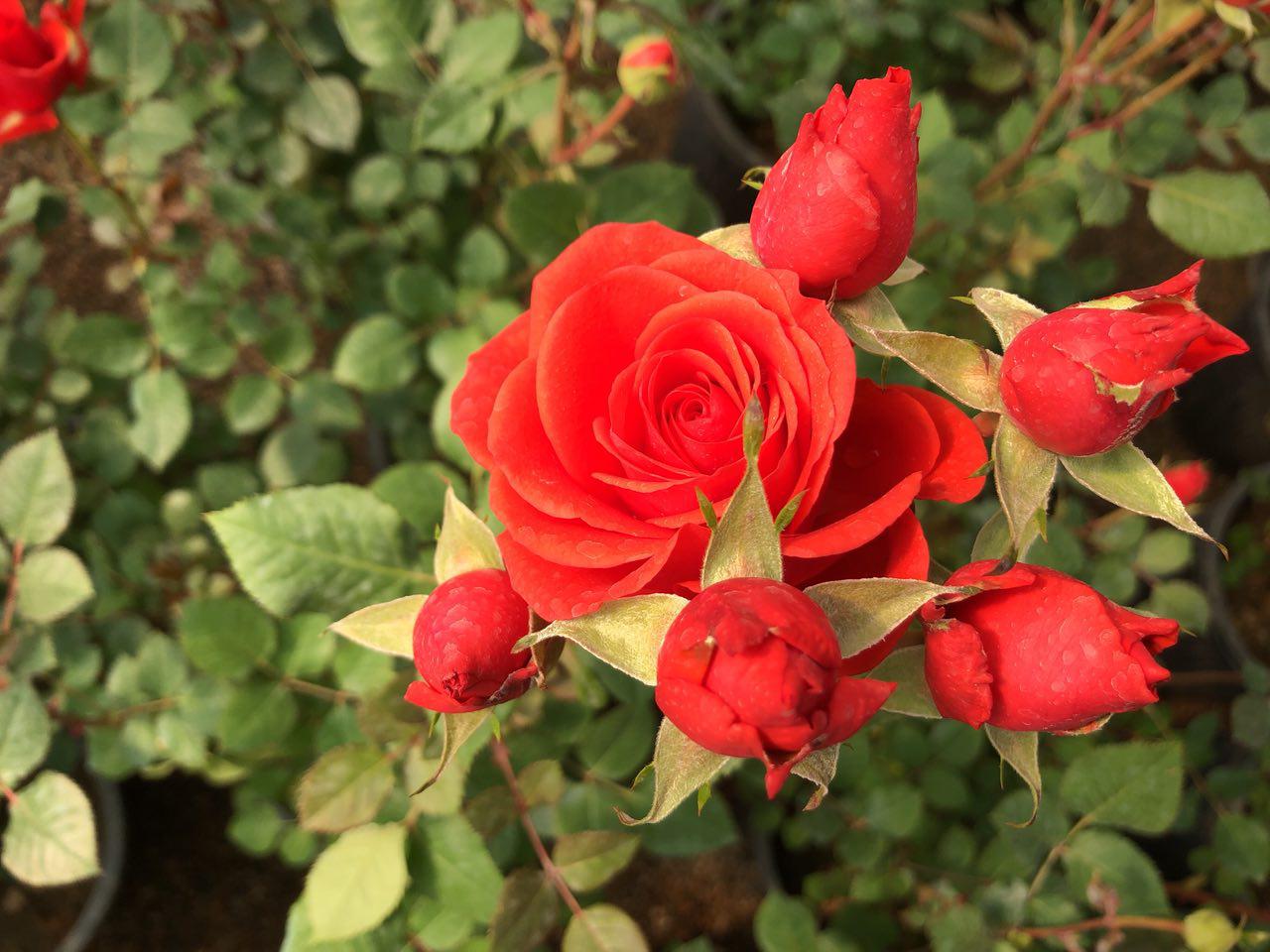 Cluster Orange Rose