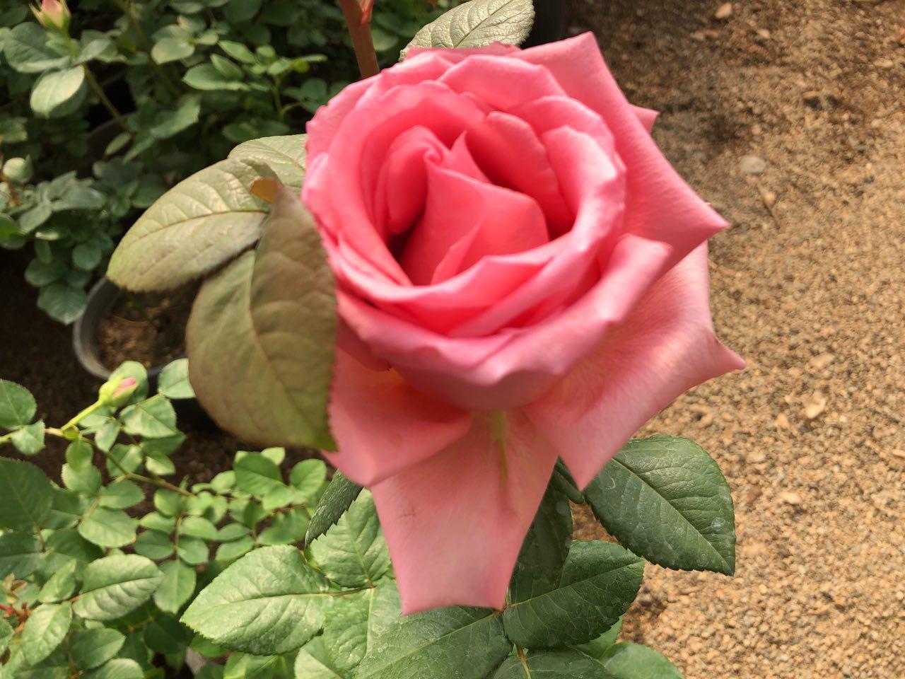 Pink Rose