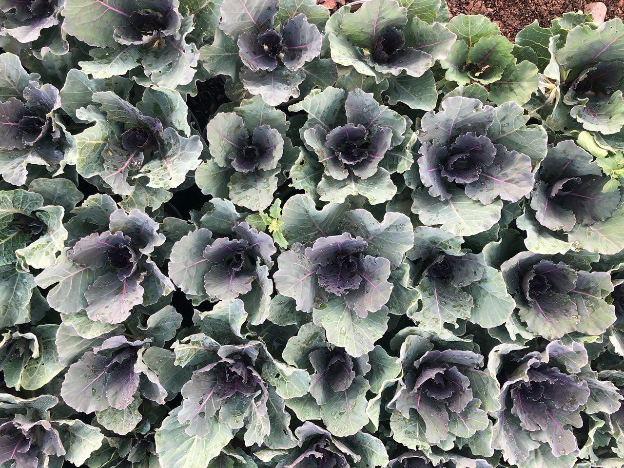 Ornamental cauliflower