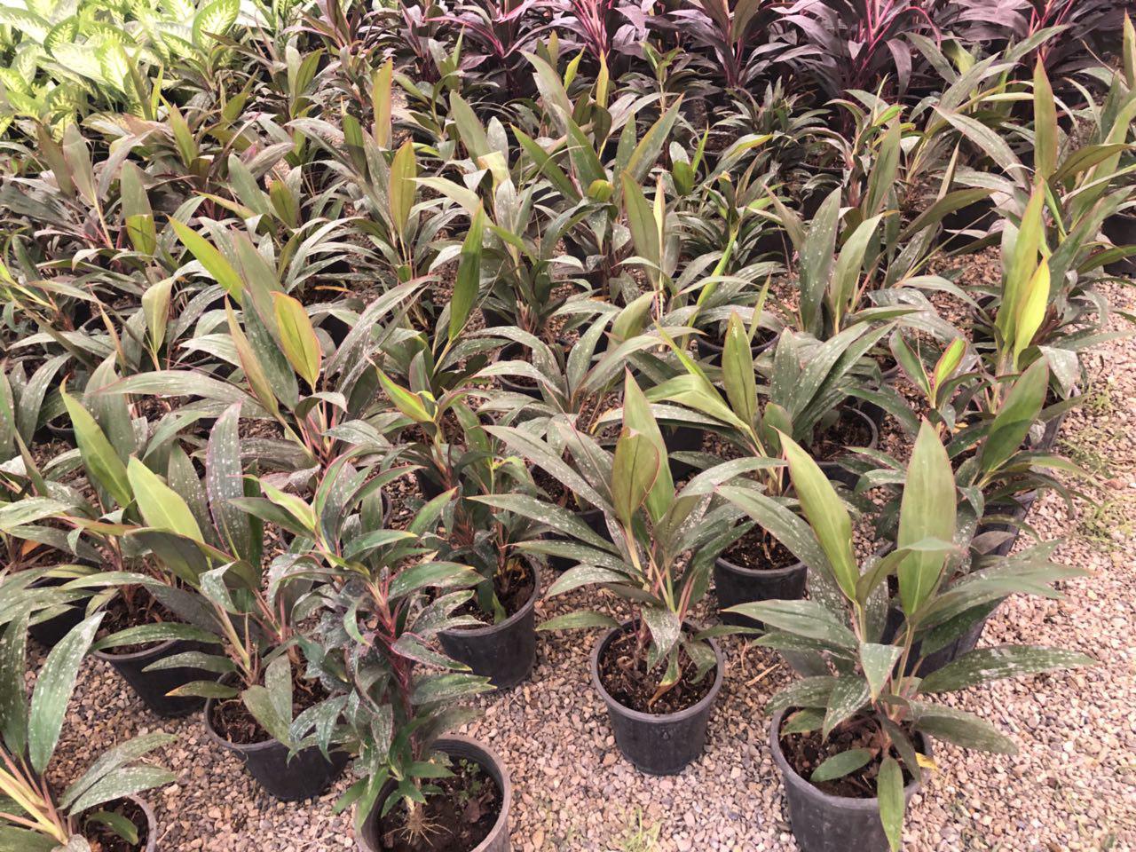 CORDYLINE