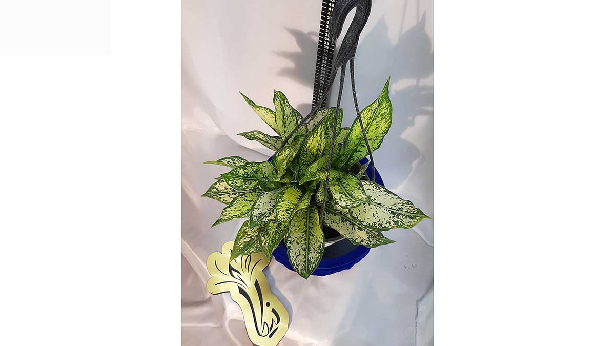 Aglaonema commutatum Schott