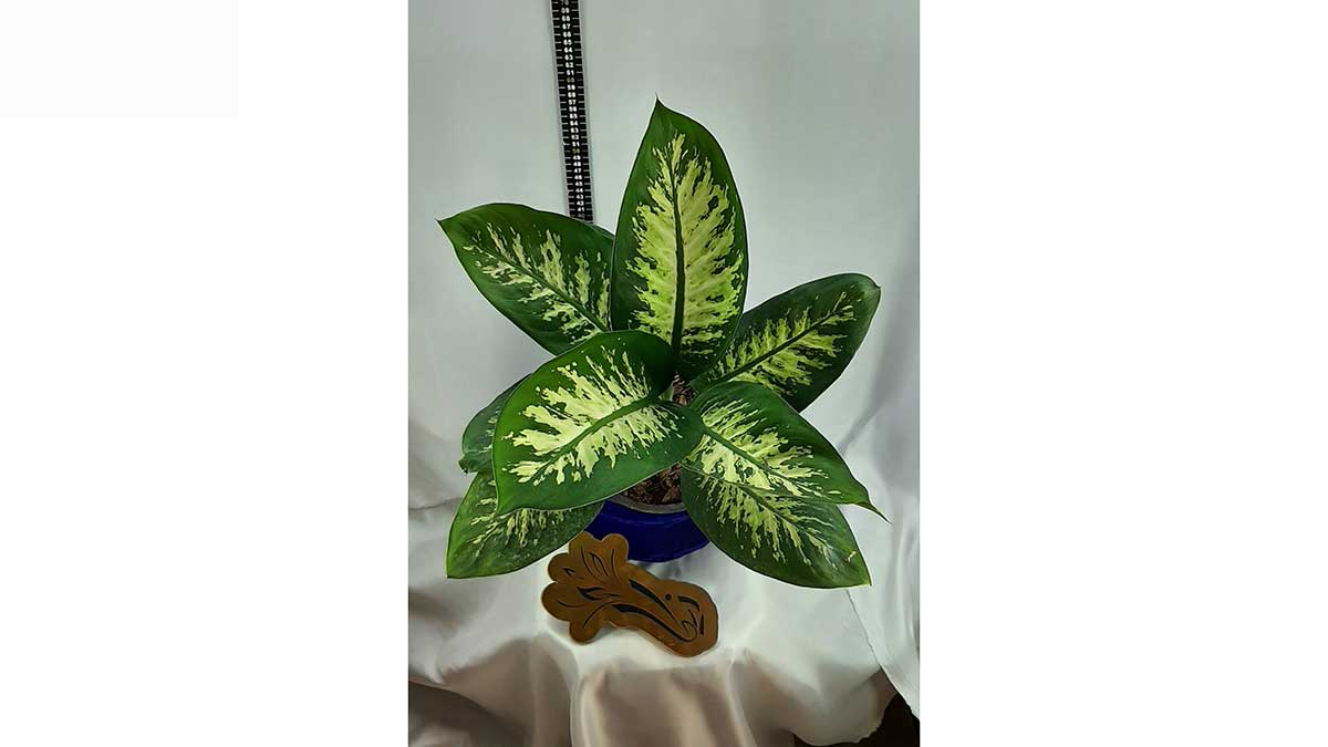 Dieffenbachia seguine