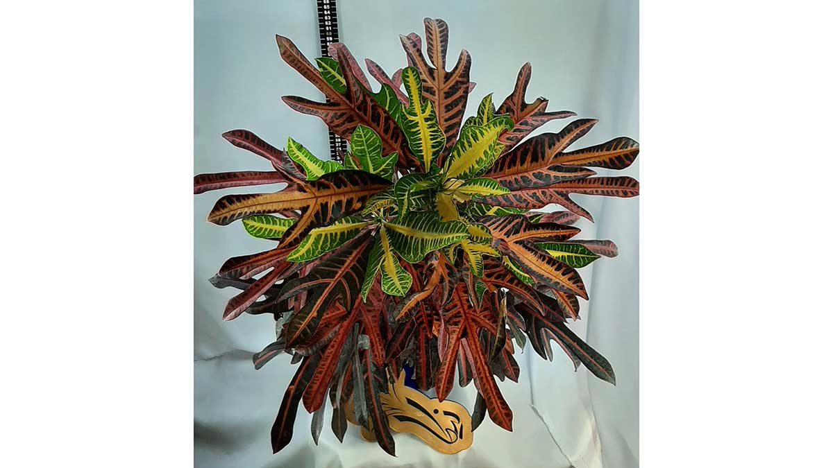 Codiaeum variegatum (fire croton, garden croton, or variegated croton; syn. Croton variegatum L.)
