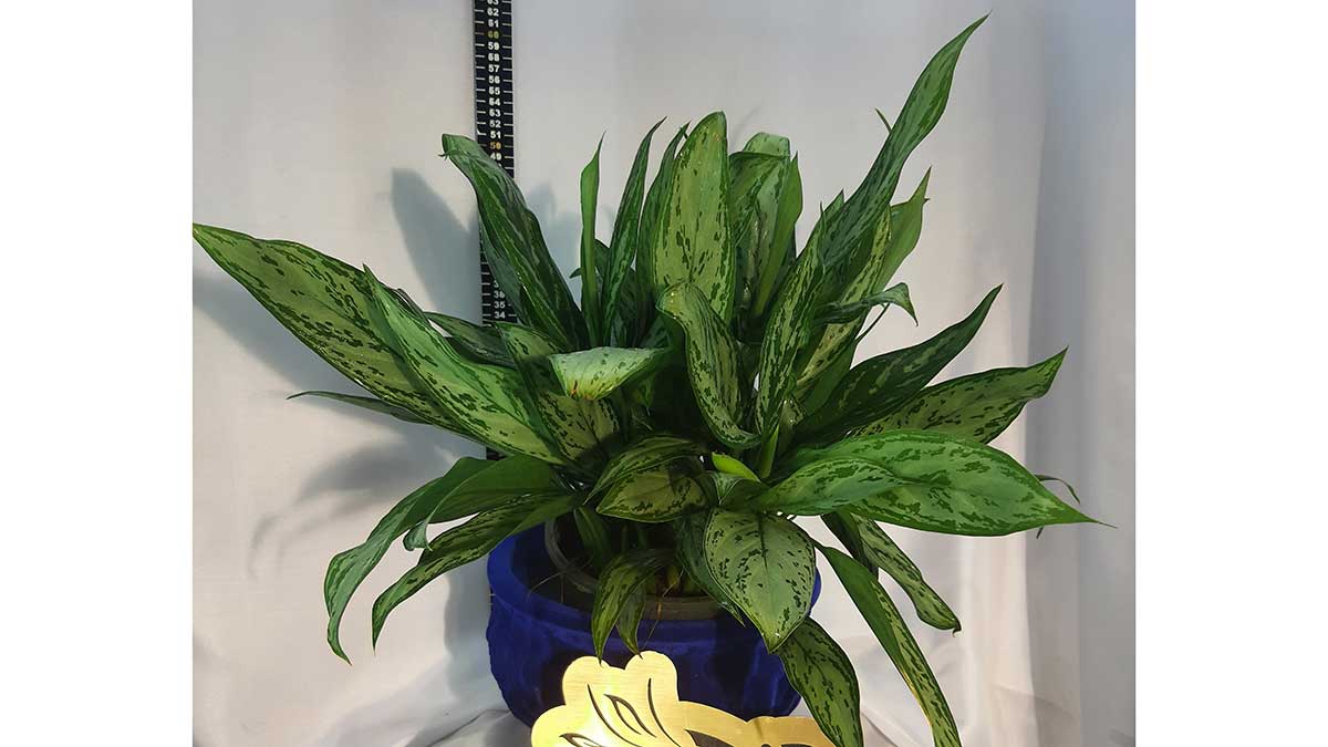 AGLAONEMA