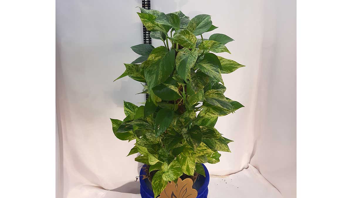 Epipremnum aureum