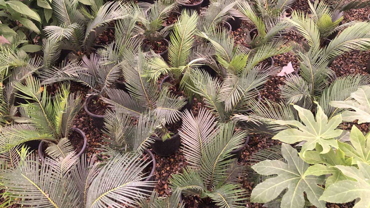 Cycad