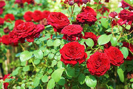 انواع گل رز براساس ویژگی های ظاهری