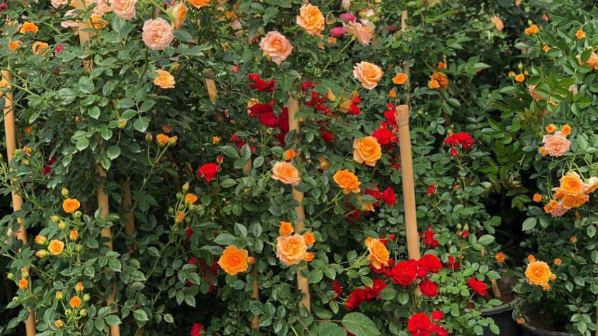 پیش فروش ریشه گل رز ساناز رونده در رنگهای مختلف