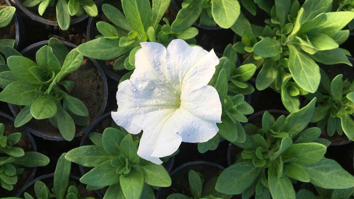 Petunia × atkinsiana flower