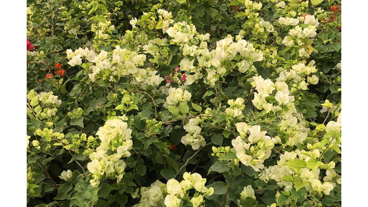 Bougainvillea