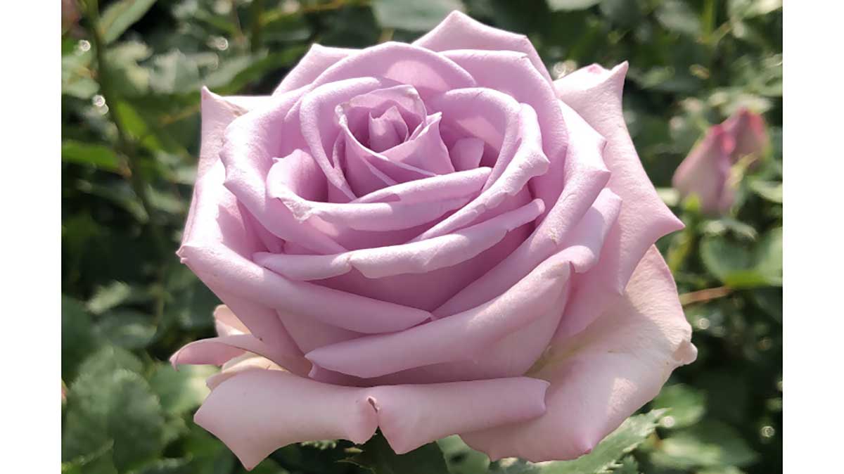 alavan rose flower