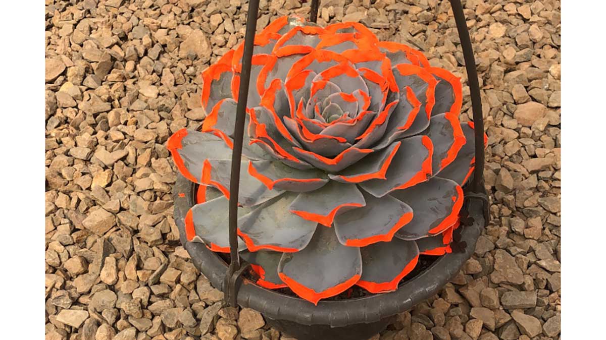 Echeveria