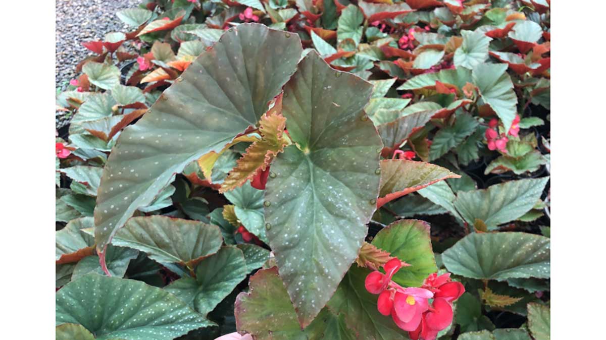 india Begonia