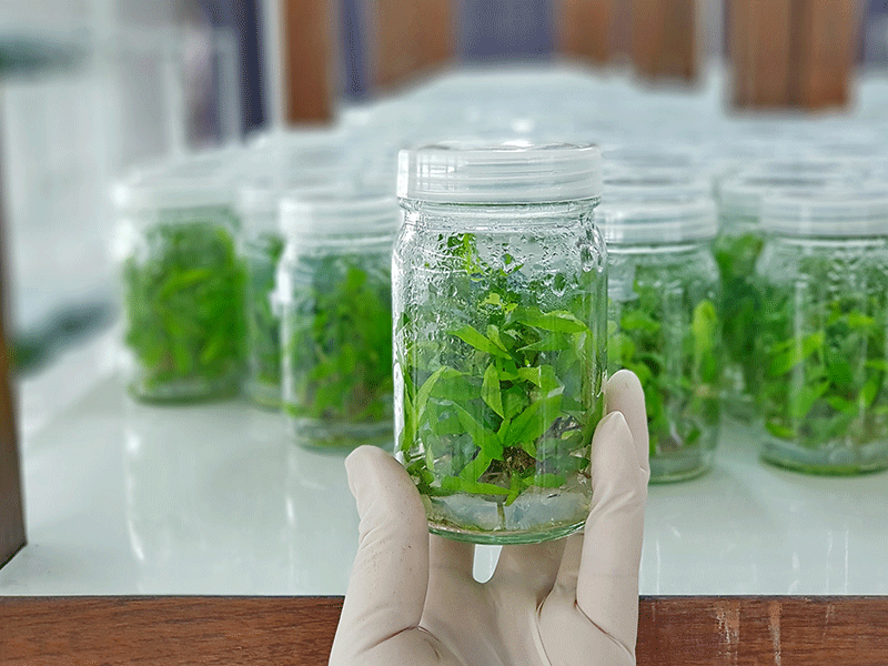 Plant tissue culture