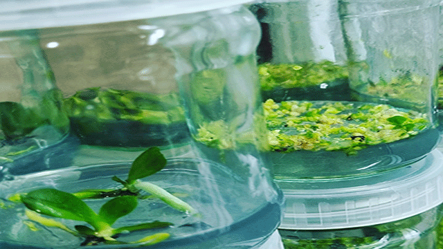 Orchid flower tissue culture