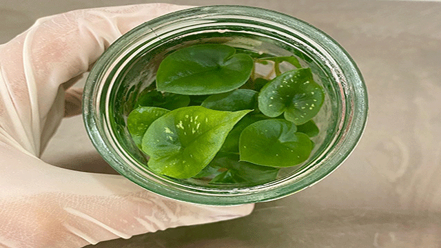 Cultivation of caladium plant tissue