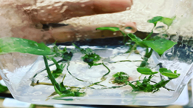زراعة الأنسجة النباتية بيتوس