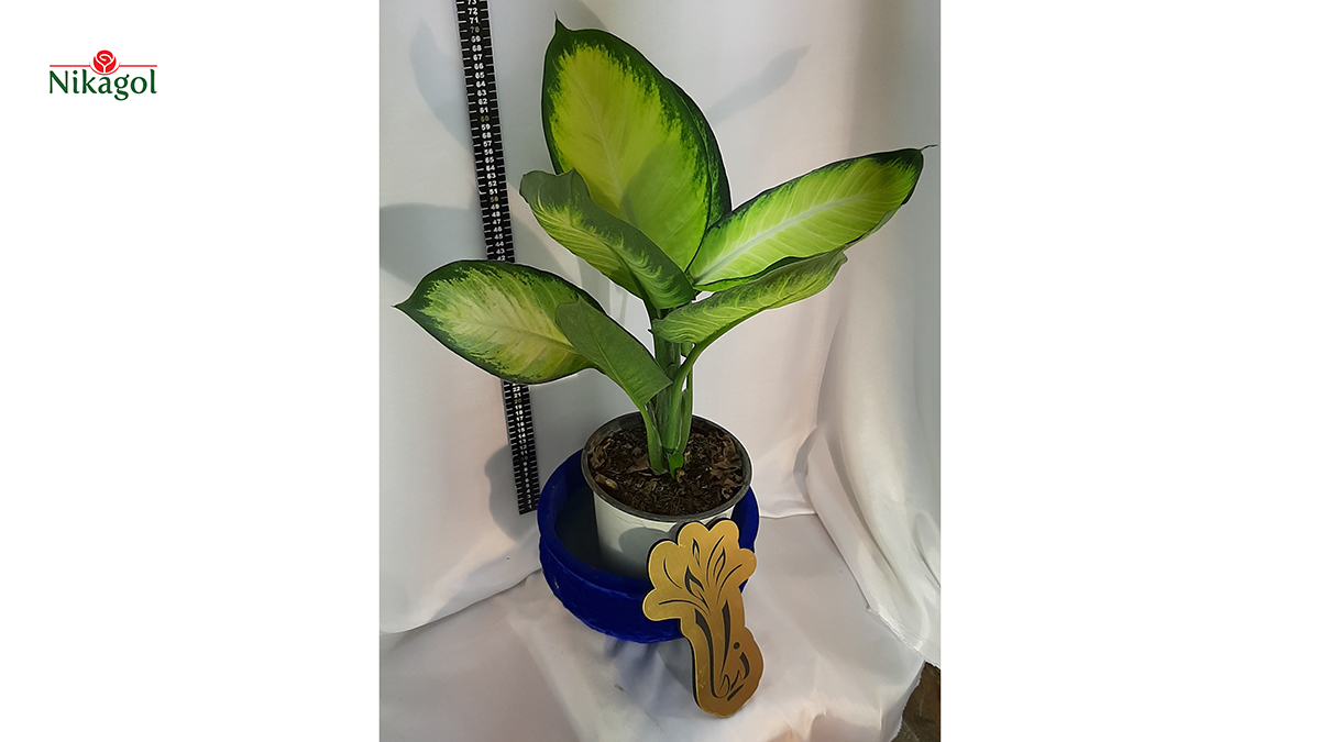 Dieffenbachia