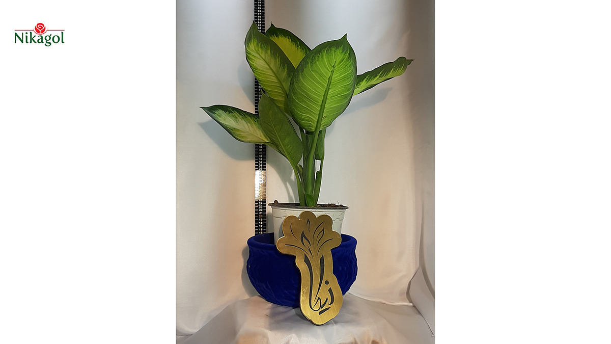 Dieffenbachia