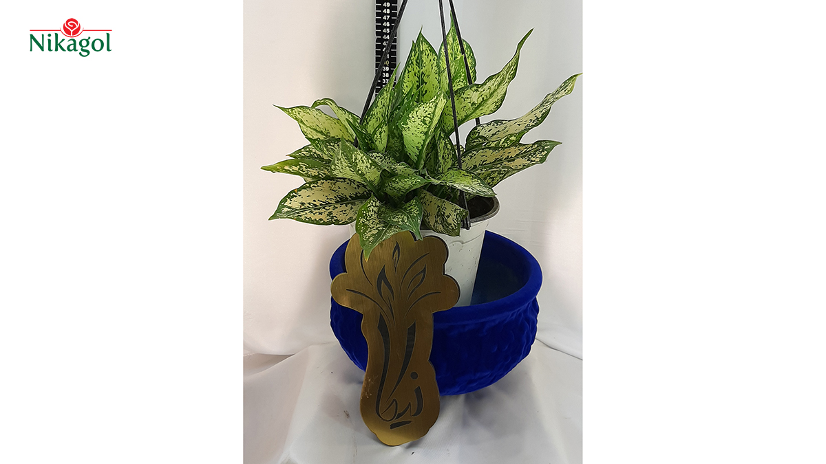 Aglaonema commutatum Schott