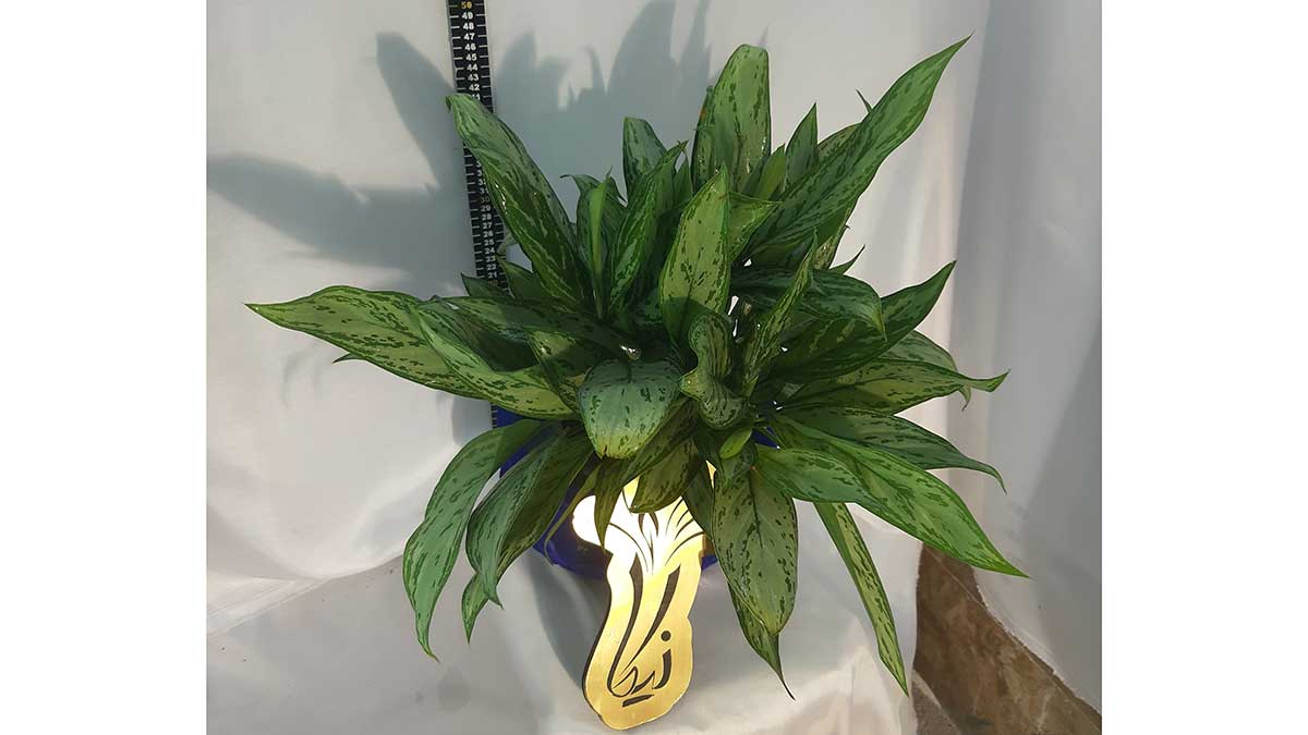 AGLAONEMA