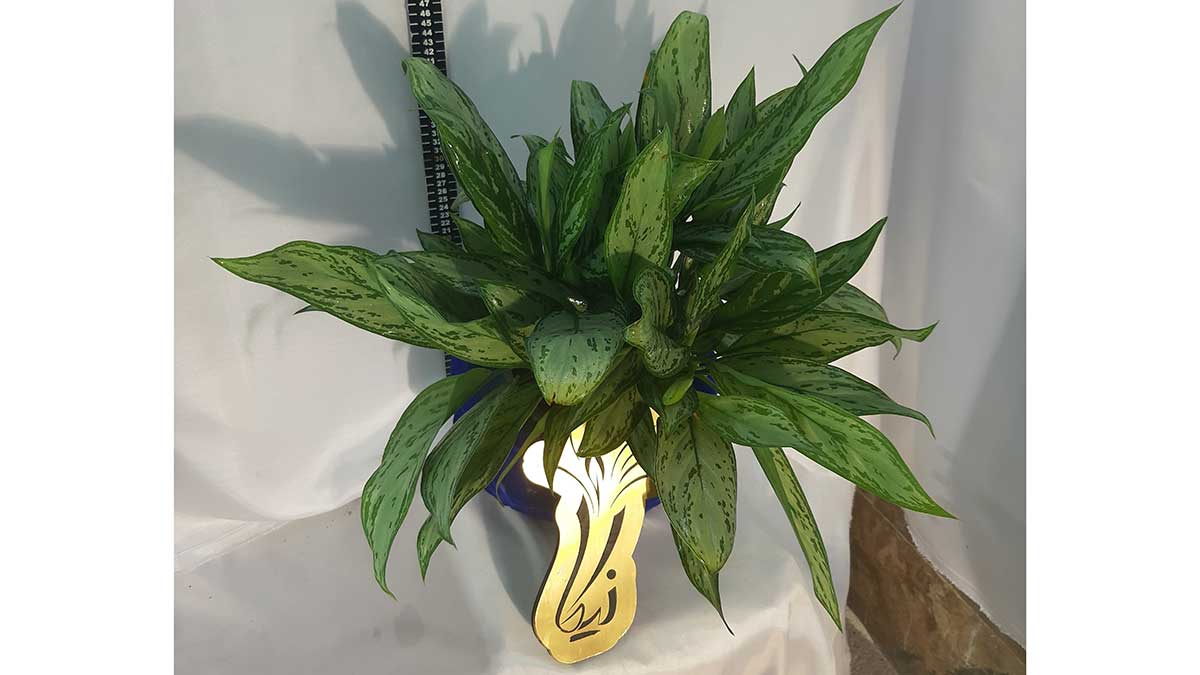 AGLAONEMA