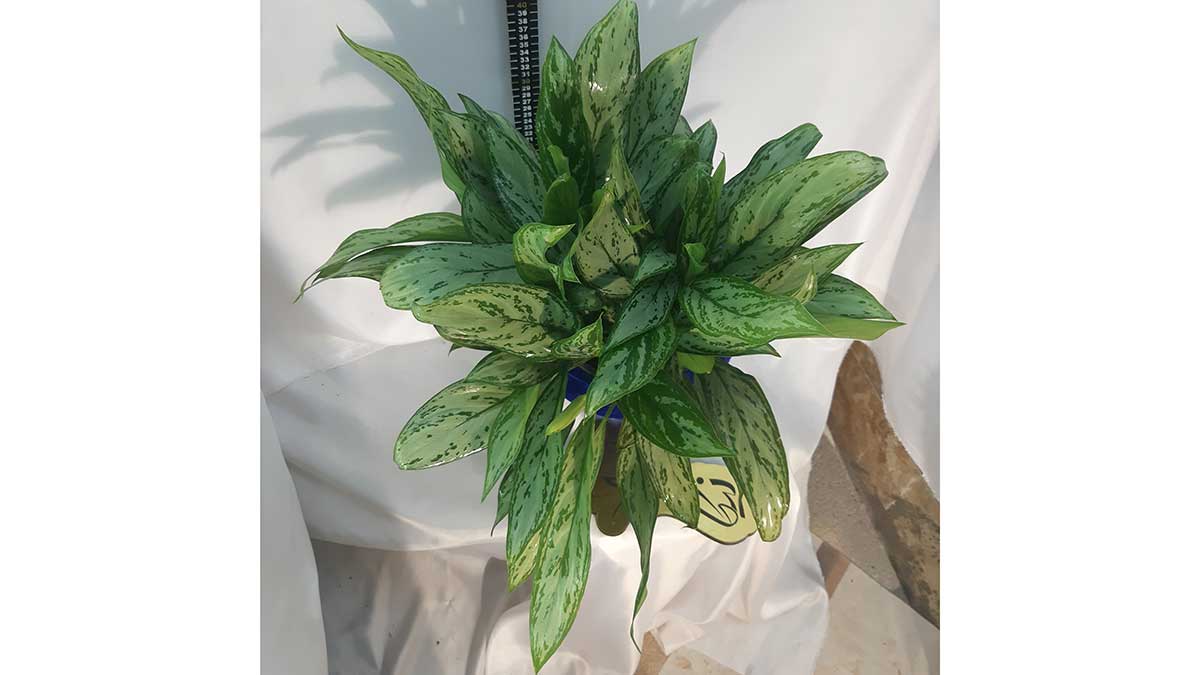AGLAONEMA