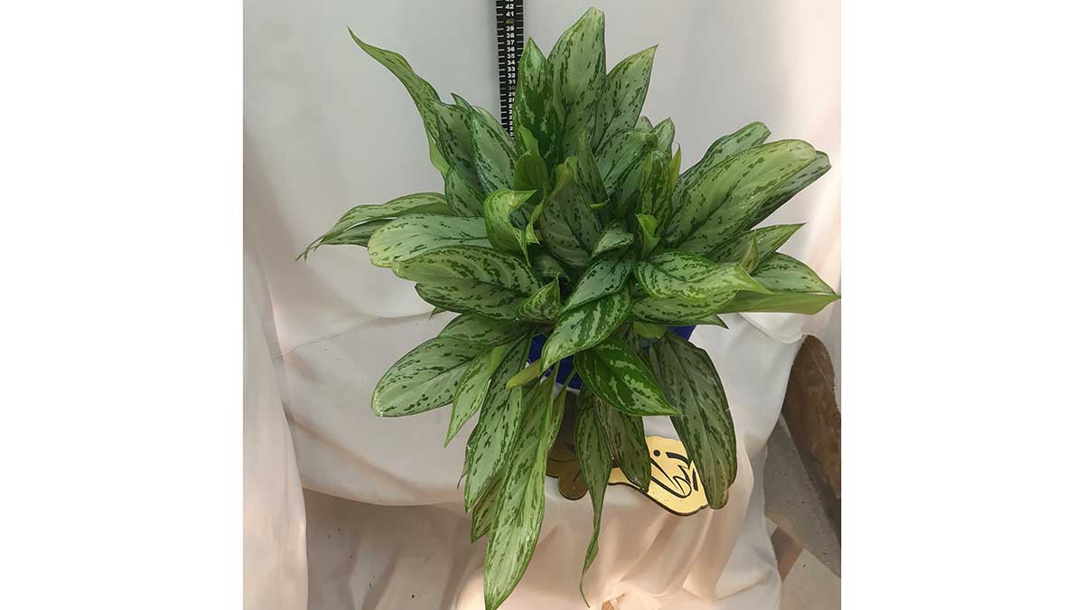 AGLAONEMA