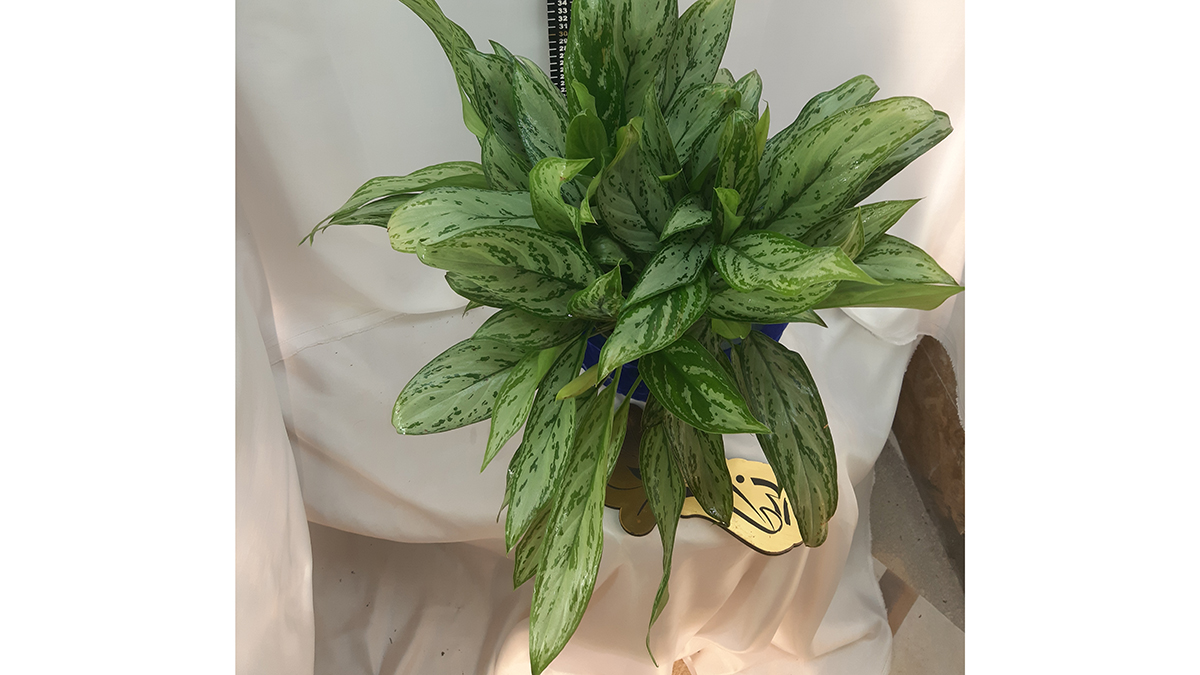 AGLAONEMA