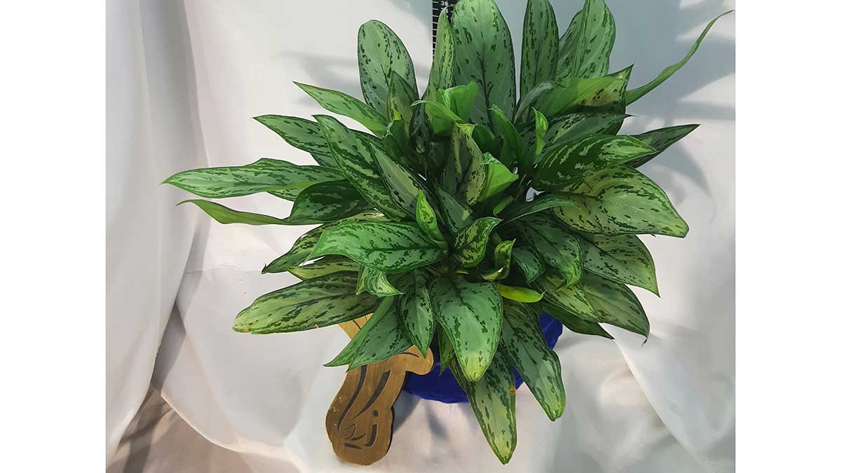 AGLAONEMA