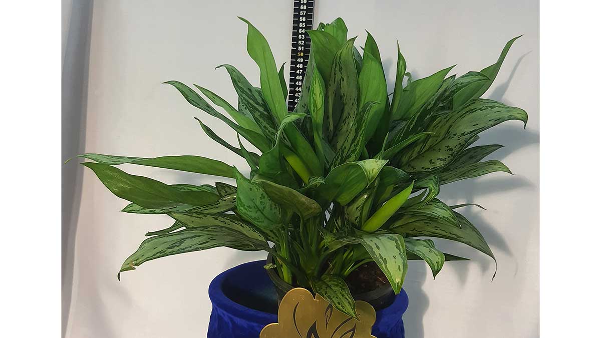 AGLAONEMA
