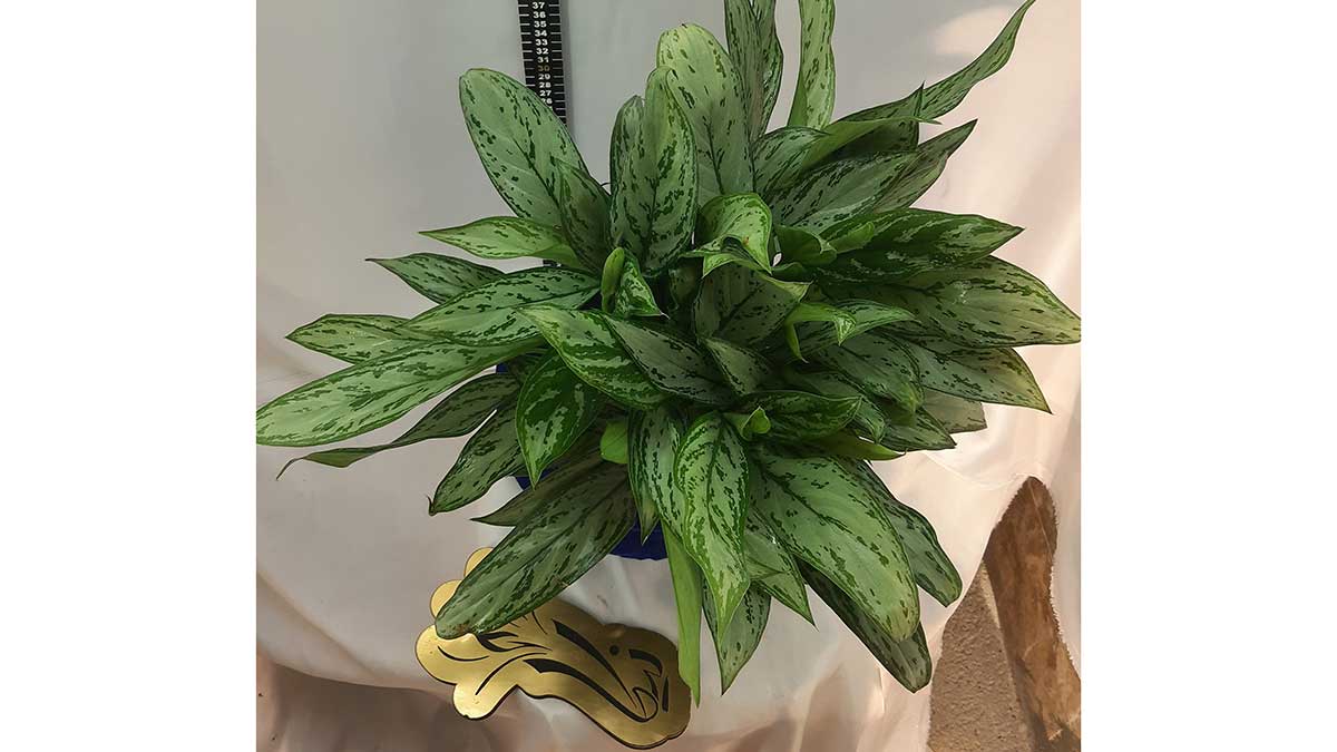 AGLAONEMA