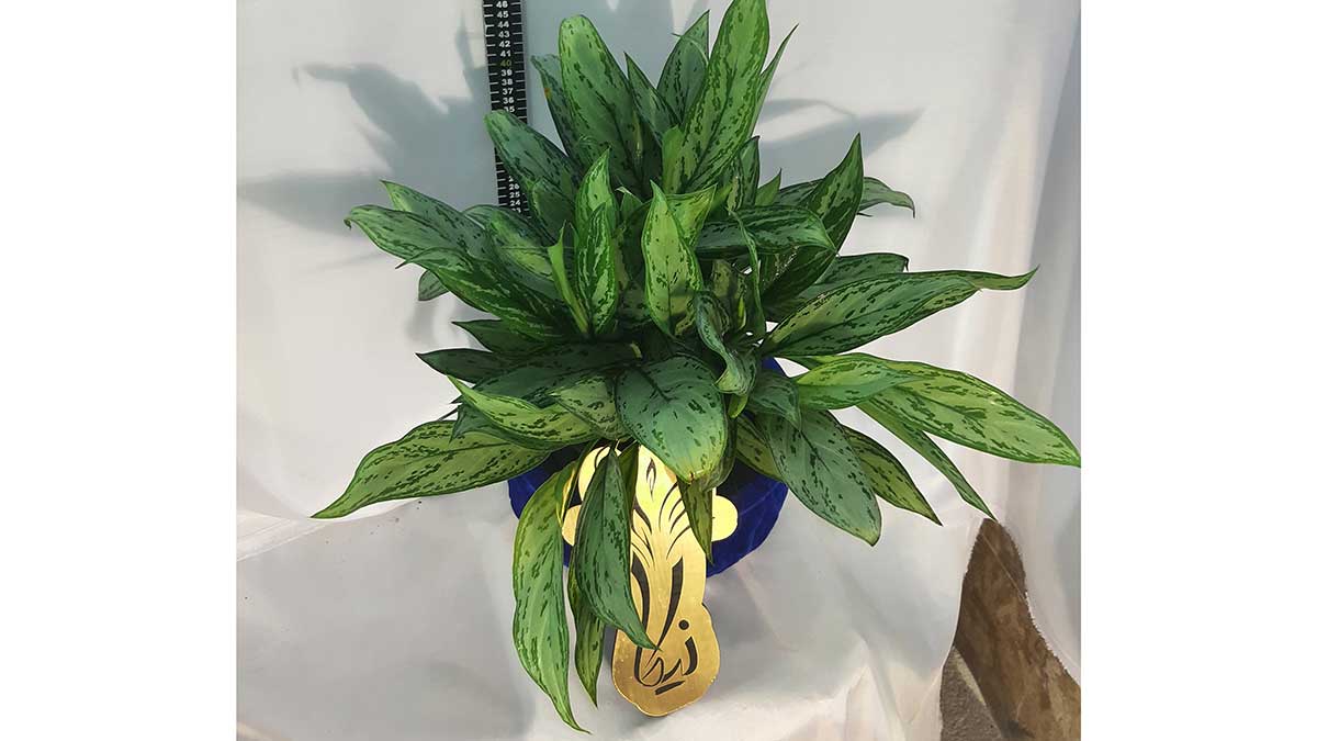 AGLAONEMA