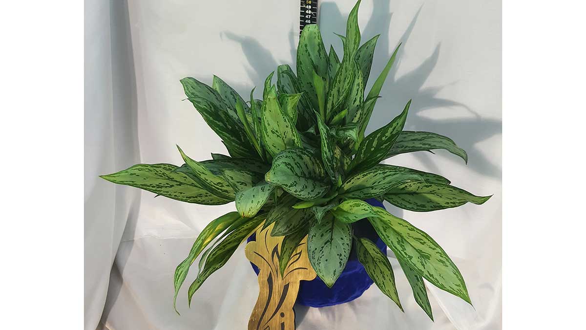 AGLAONEMA