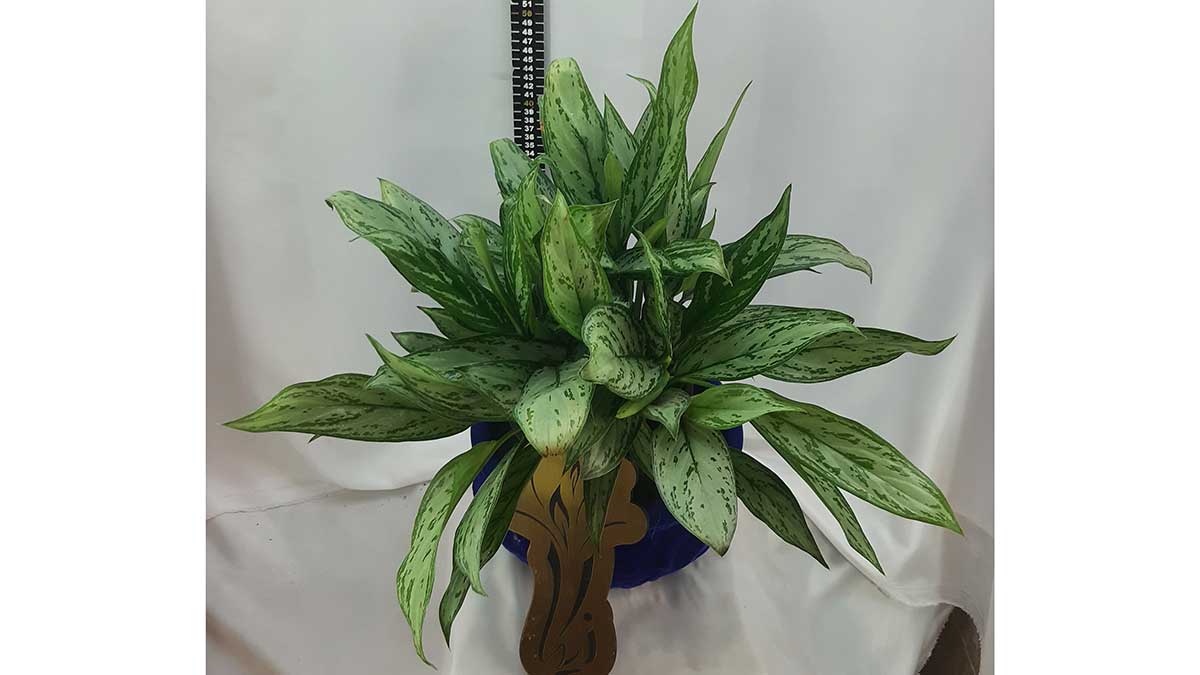 AGLAONEMA