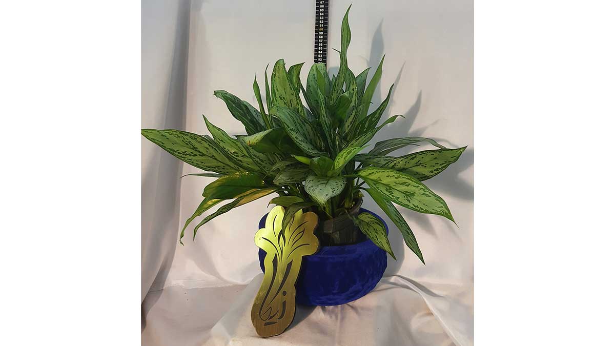 AGLAONEMA