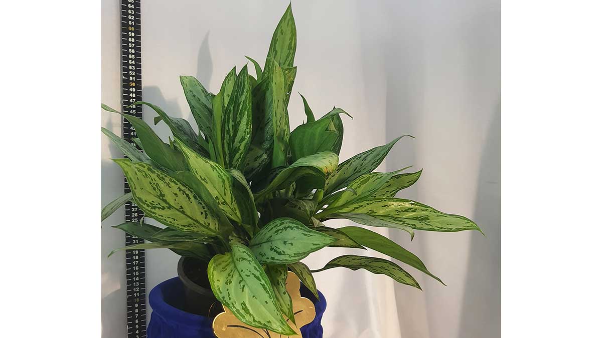 AGLAONEMA