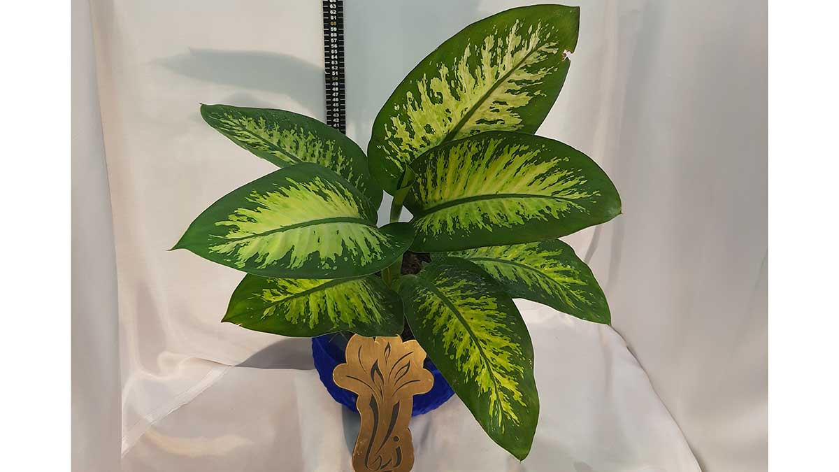 Dieffenbachia seguine