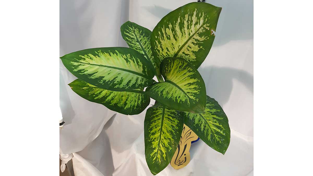 Dieffenbachia seguine