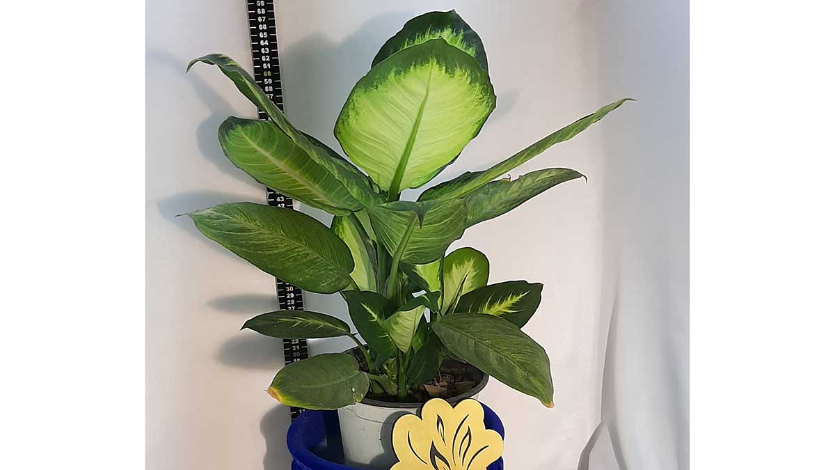 Dieffenbachia